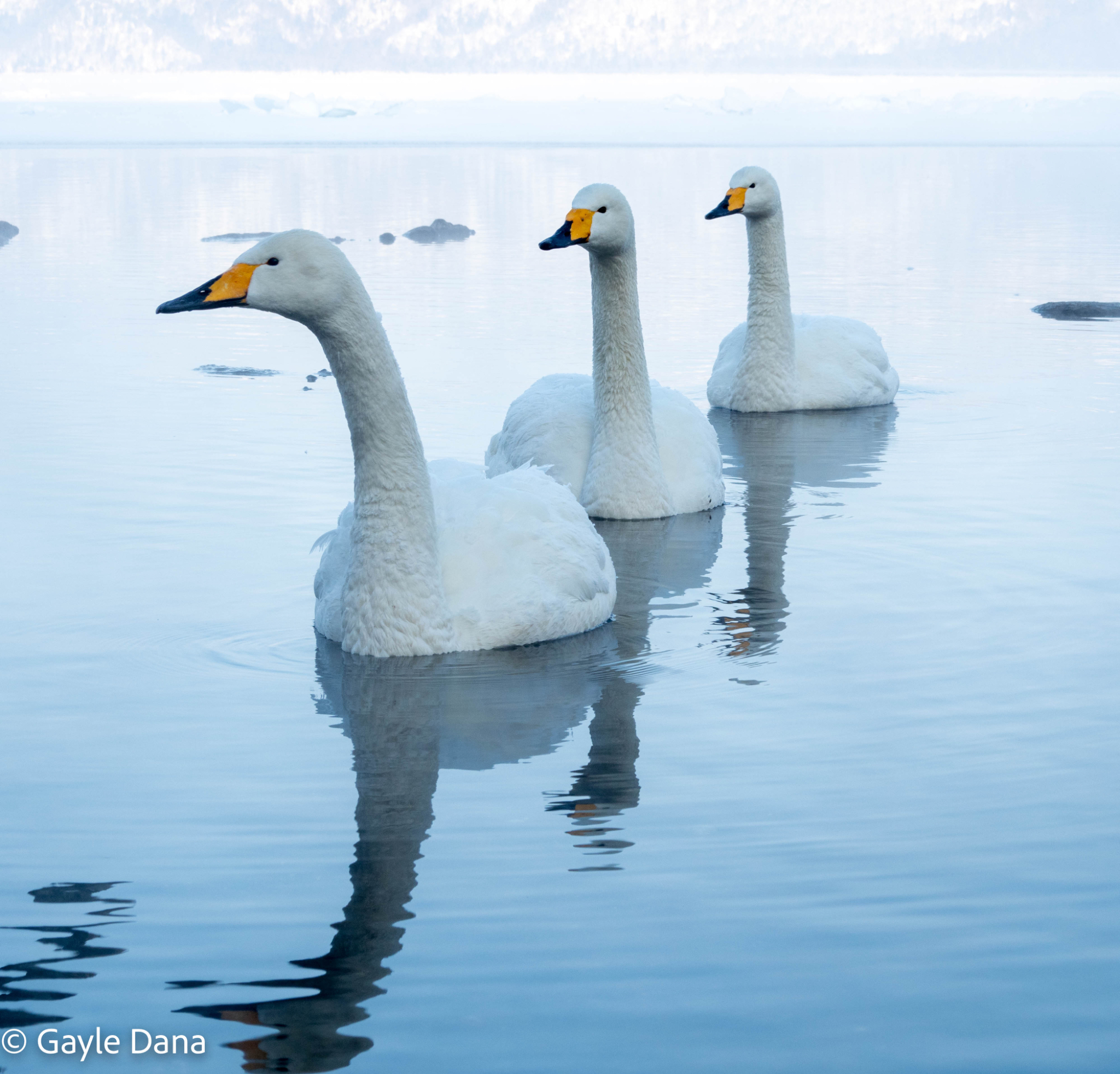 Whooper Swans